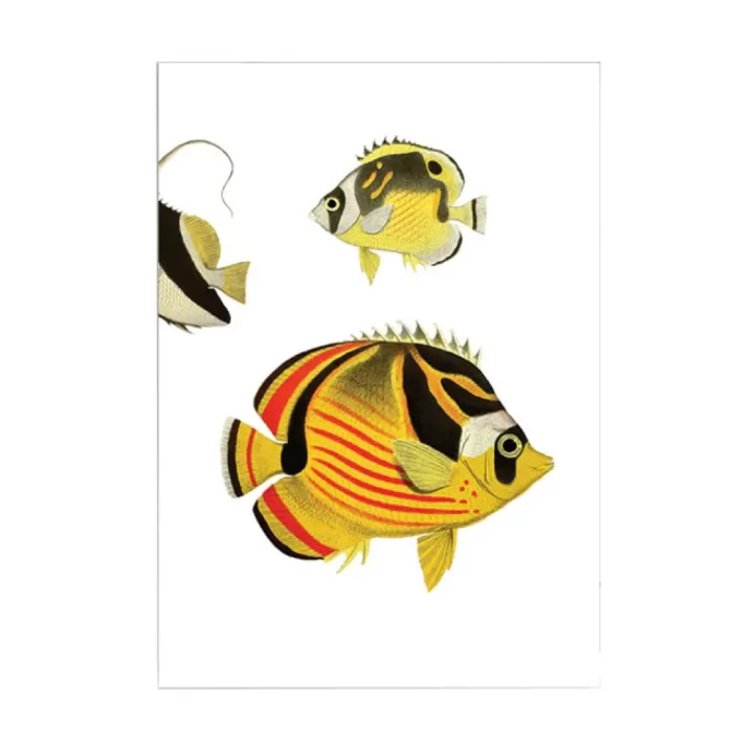 New ZONE Poisson Jaune Yellow And White